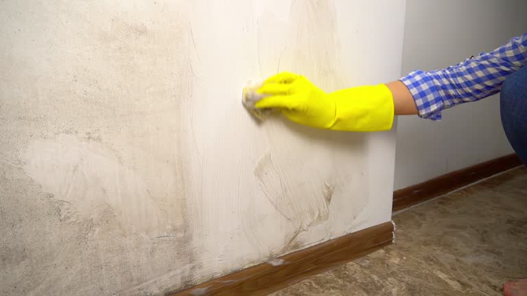 Professional Mold Inspection, Removal & Remediation in Elk Plain, WA